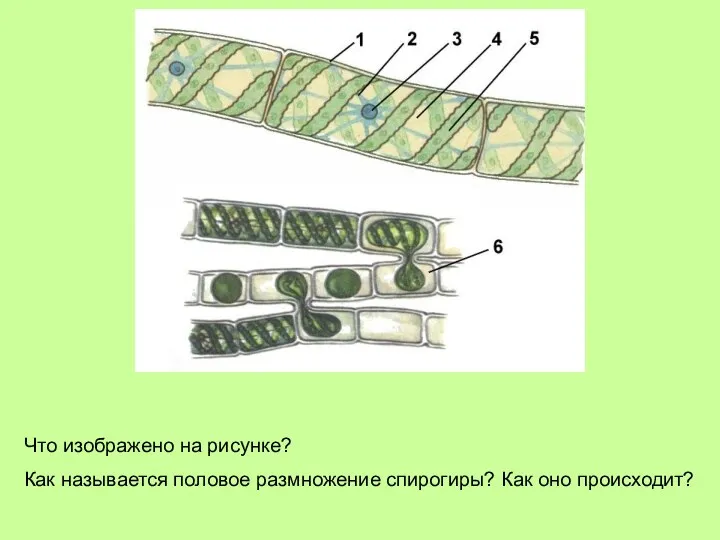 Что изображено на рисунке? Как называется половое размножение спирогиры? Как оно происходит?