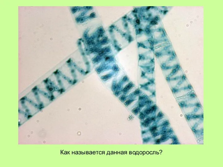 Как называется данная водоросль?