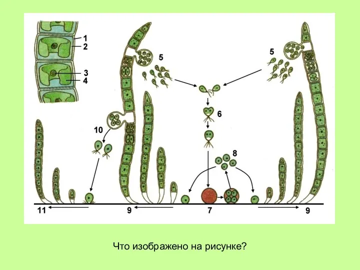 Что изображено на рисунке?