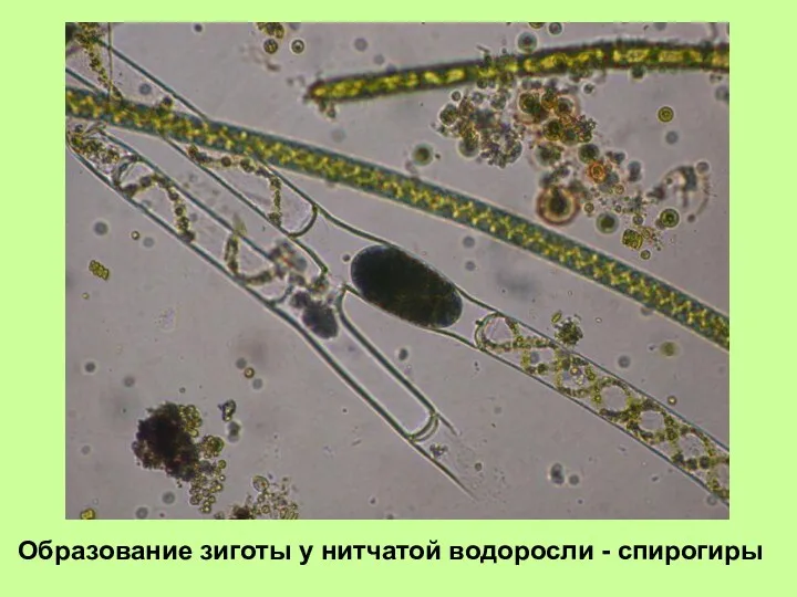 Образование зиготы у нитчатой водоросли - спирогиры