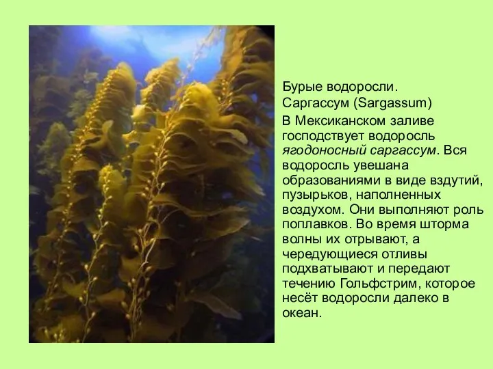 Бурые водоросли. Саргассум (Sargassum) В Мексиканском заливе господствует водоросль ягодоносный