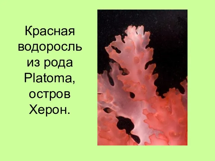 Красная водоросль из рода Platoma, остров Херон.