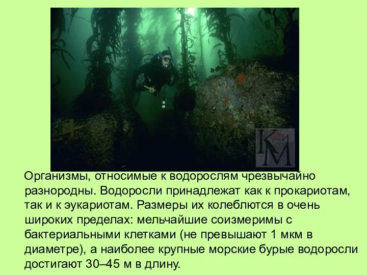 Организмы, относимые к водорослям чрезвычайно разнородны. Водоросли принадлежат как к