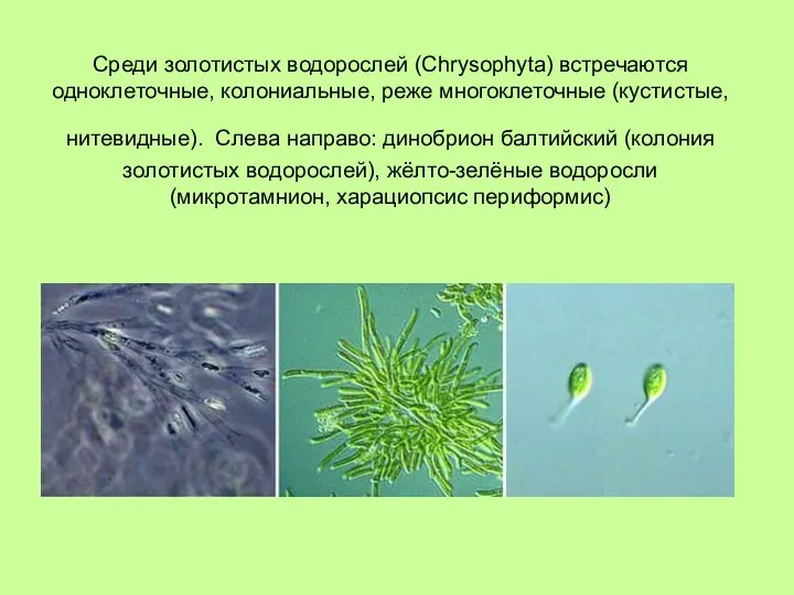 Среди золотистых водорослей (Chrysophyta) встречаются одноклеточные, колониальные, реже многоклеточные (кустистые,