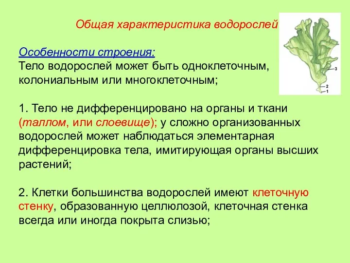 Особенности строения: Тело водорослей может быть одноклеточным, колониальным или многоклеточным;