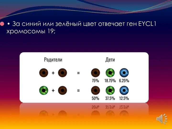 • За синий или зелёный цвет отвечает ген EYCL1 хромосомы 19;