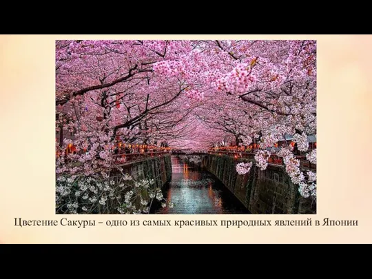 Цветение Сакуры – одно из самых красивых природных явлений в Японии