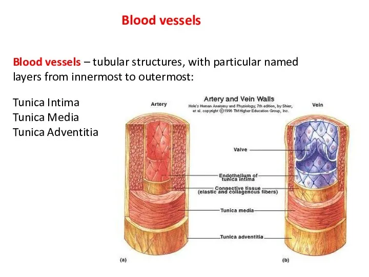 Blood vessels Blood vessels – tubular structures, with particular named layers from innermost