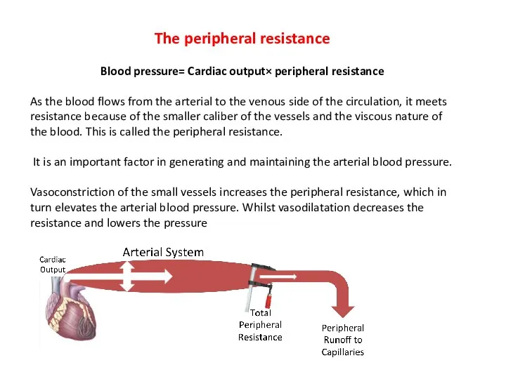 The peripheral resistance Blood pressure= Cardiac output× peripheral resistance As the blood flows