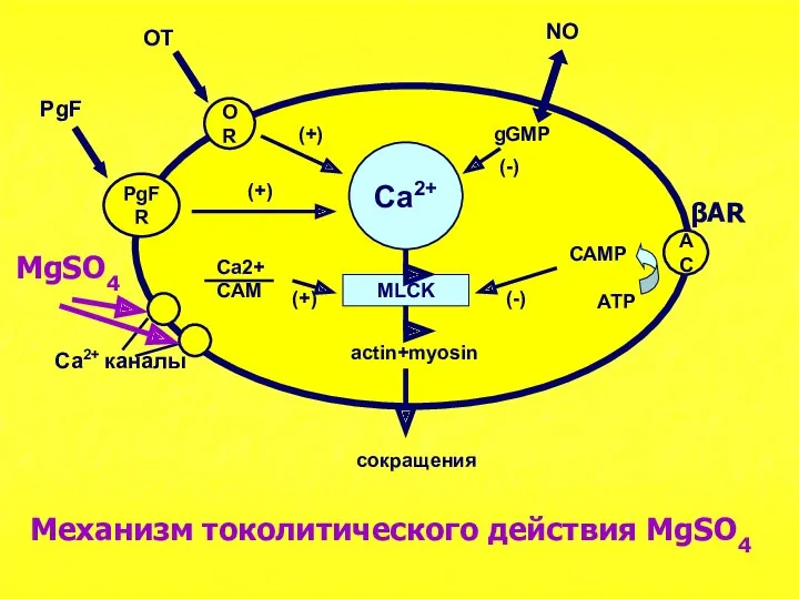 Ca2+ MLCK OR PgFR AC actin+myosin сокращения OT PgF (+)