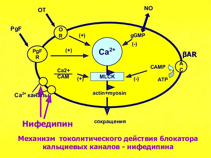 Ca2+ MLCK OR PgFR AC actin+myosin сокращения OT PgF (+)