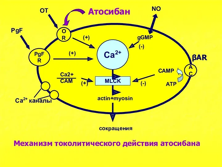 Ca2+ MLCK OR PgFR AC actin+myosin сокращения OT PgF (+)