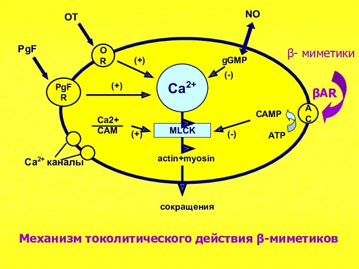 Ca2+ MLCK OR PgFR AC actin+myosin сокращения OT PgF (+)