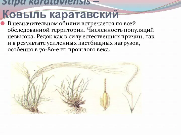 Stipa karataviensis – Ковыль каратавский В незначительном обилии встречается по всей обследованной территории.