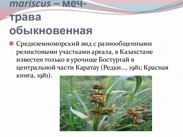 Cladium mariscus – меч-трава обыкновенная Средиземноморский вид с разнообщенными реликтовыми участками ареала, в