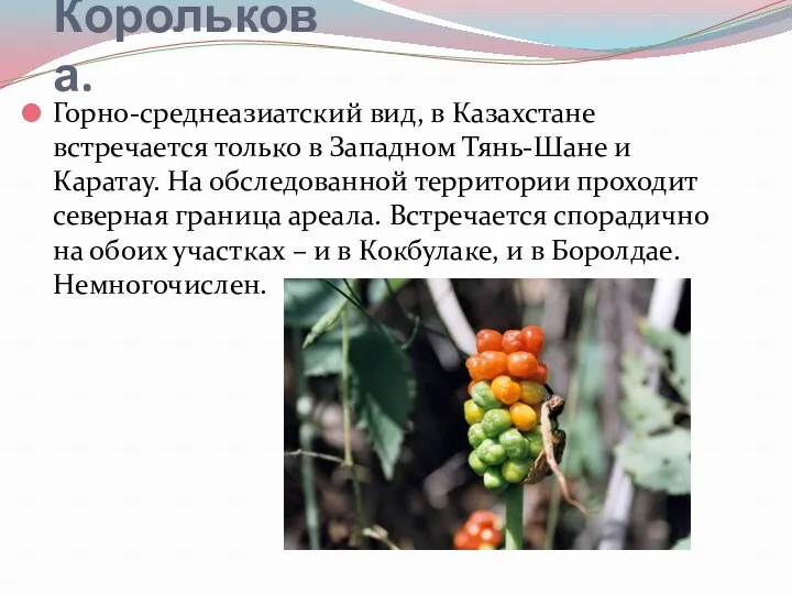 Аронник Королькова. Горно-среднеазиатский вид, в Казахстане встречается только в Западном Тянь-Шане и Каратау.