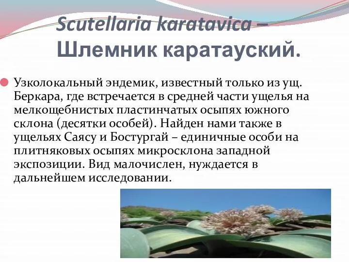 Scutellaria karatavica – Шлемник каратауский. Узколокальный эндемик, известный только из ущ.Беркара, где встречается