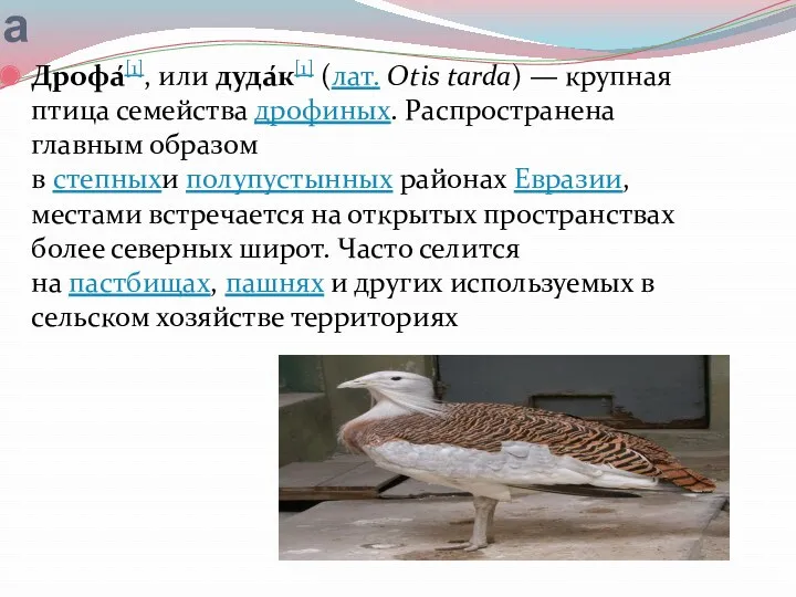 Дрофа Дрофа́[1], или дуда́к[1] (лат. Otis tarda) — крупная птица семейства дрофиных. Распространена