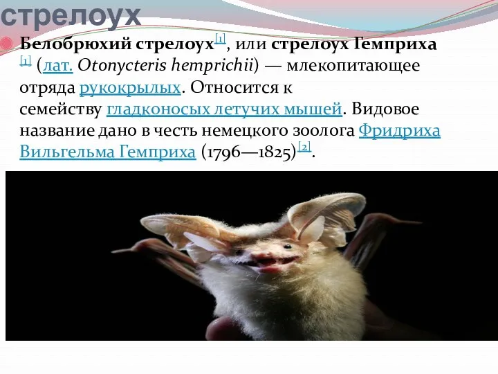 Белобрюхий стрелоух Белобрюхий стрелоух[1], или стрелоух Гемприха[1] (лат. Otonycteris hemprichii) — млекопитающее отряда