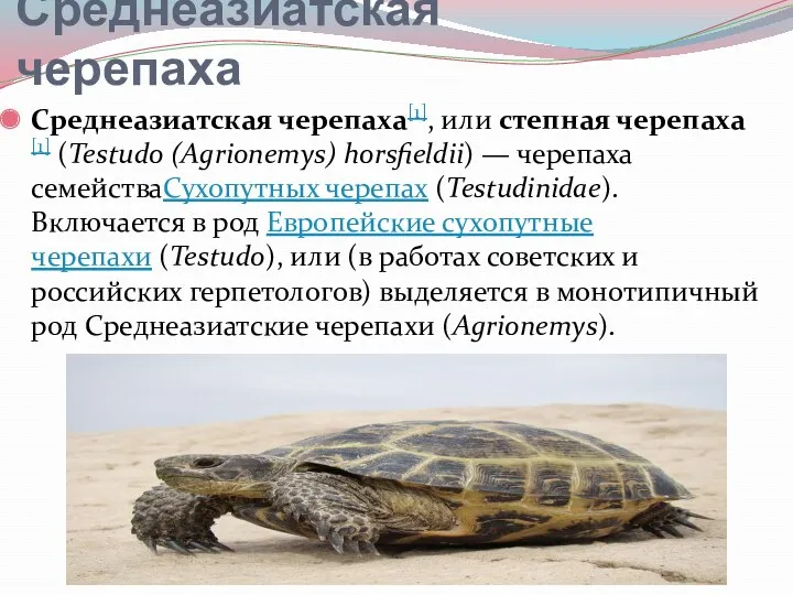 Среднеазиатская черепаха Среднеазиатская черепаха[1], или степная черепаха[1] (Testudo (Agrionemys) horsfieldii) — черепаха семействаСухопутных