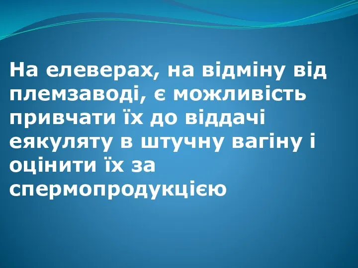 На елеверах, на відміну від племзаводі, є можливість привчати їх