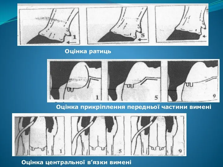 Оцінка ратиць Оцінка прикріплення передньої частини вимені Оцінка центральної в’язки вимені