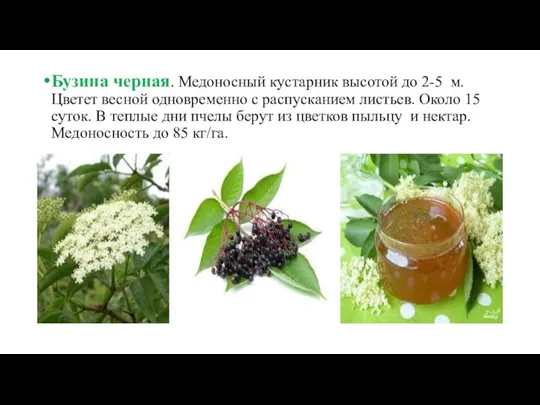 Бузина черная. Медоносный кустарник высотой до 2-5 м. Цветет весной