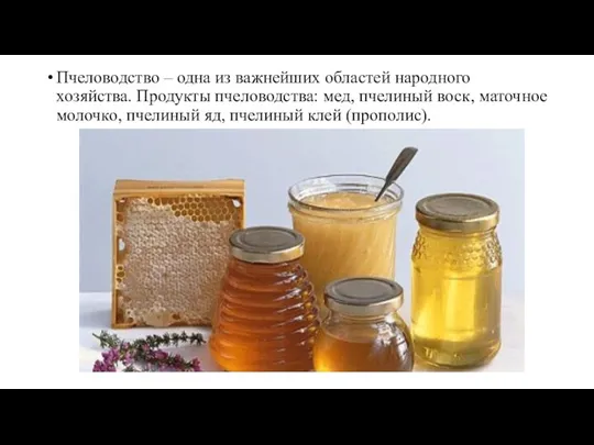 Пчеловодство – одна из важнейших областей народного хозяйства. Продукты пчеловодства: