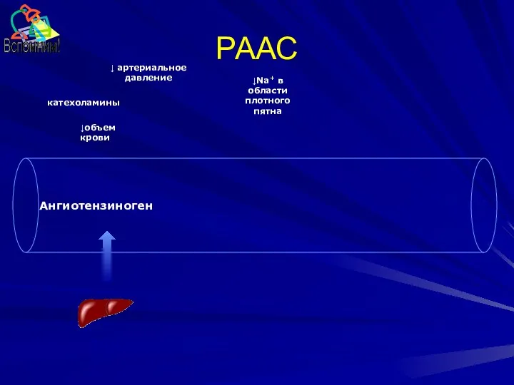 РААС Ангиотензиноген катехоламины ↓ артериальное давление ↓объем крови ↓Na+ в области плотного пятна