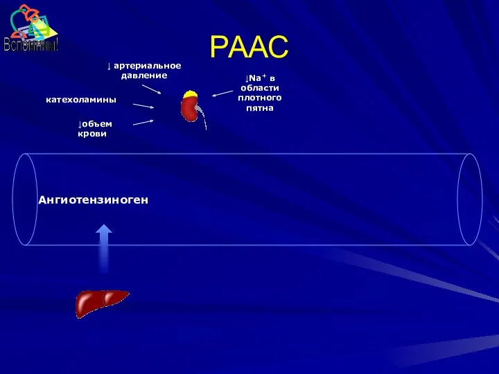 РААС Ангиотензиноген катехоламины ↓ артериальное давление ↓объем крови ↓Na+ в области плотного пятна