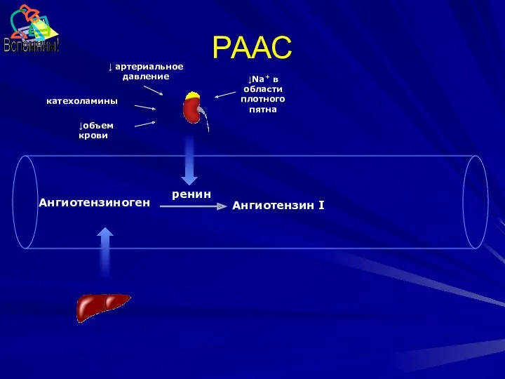 РААС Ангиотензиноген Ангиотензин I ренин катехоламины ↓ артериальное давление ↓объем крови ↓Na+ в области плотного пятна