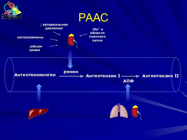 РААС Ангиотензиноген Ангиотензин I Ангиотензин II ренин АПФ катехоламины ↓ артериальное давление ↓объем