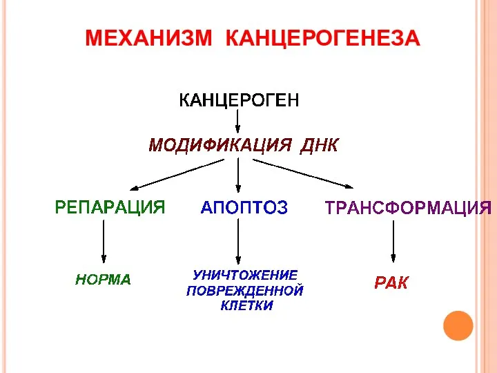 МЕХАНИЗМ КАНЦЕРОГЕНЕЗА