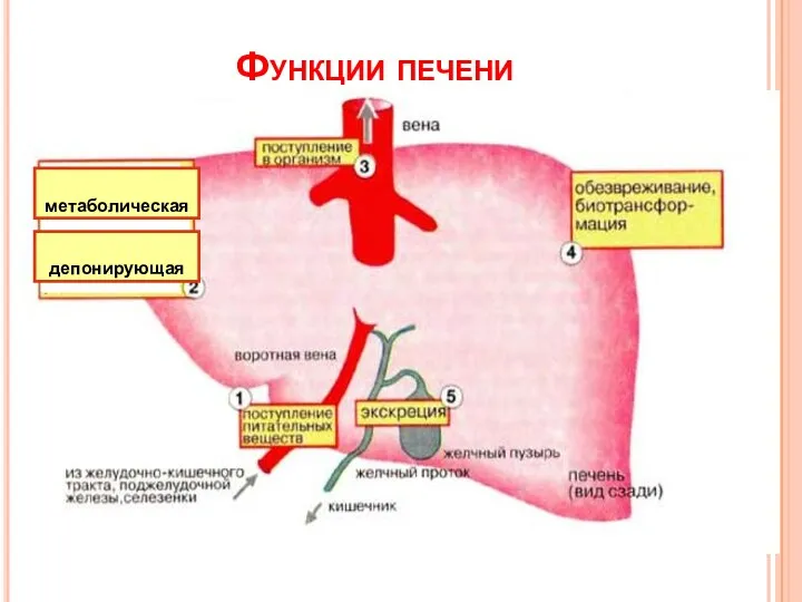 Функции печени метаболическая депонирующая