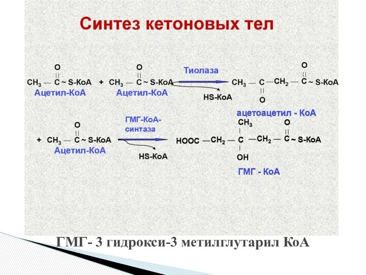 ГМГ- 3 гидрокси-3 метилглутарил КоА