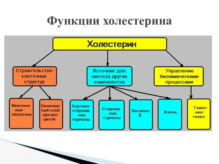 Функции холестерина