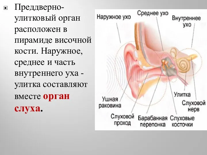 Преддверно-улитковый орган расположен в пирамиде височной кости. Наружное, среднее и часть внутреннего уха
