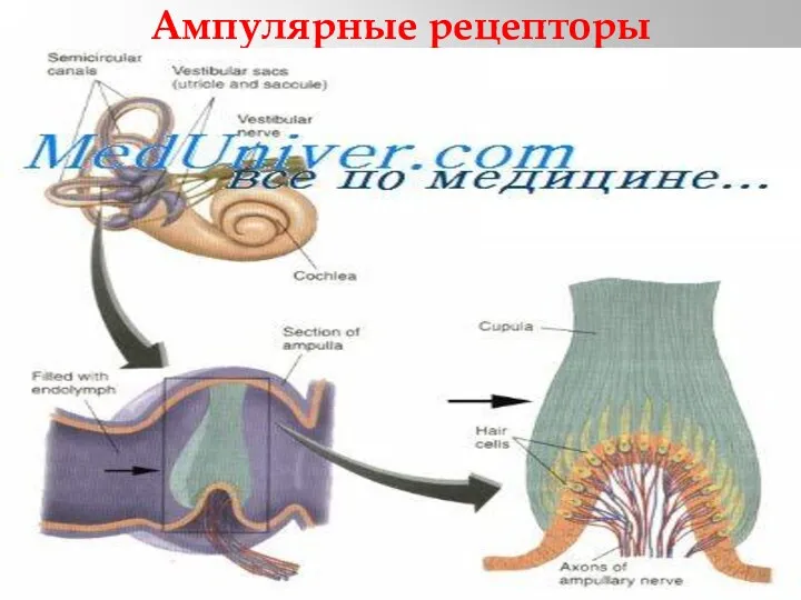 Ампулярные рецепторы