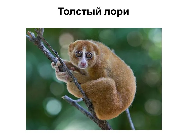 Толстый лори