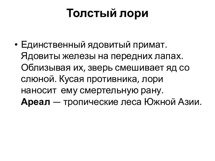 Толстый лори Единственный ядовитый примат. Ядовиты железы на передних лапах. Облизывая их, зверь