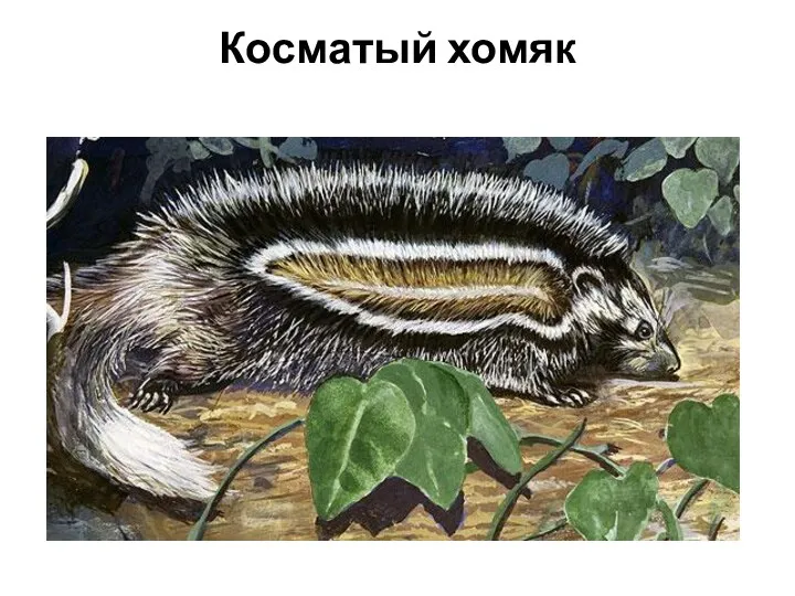 Косматый хомяк