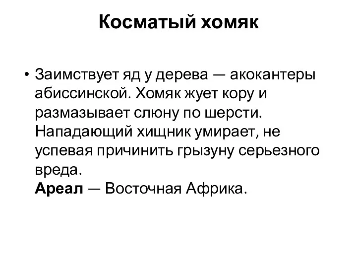 Косматый хомяк Заимствует яд у дерева — акокантеры абиссинской. Хомяк жует кору и