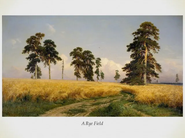 A Rye Field