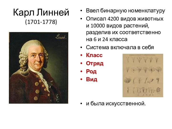 Карл Линней (1701-1778) Ввел бинарную номенклатуру Описал 4200 видов животных и 10000 видов