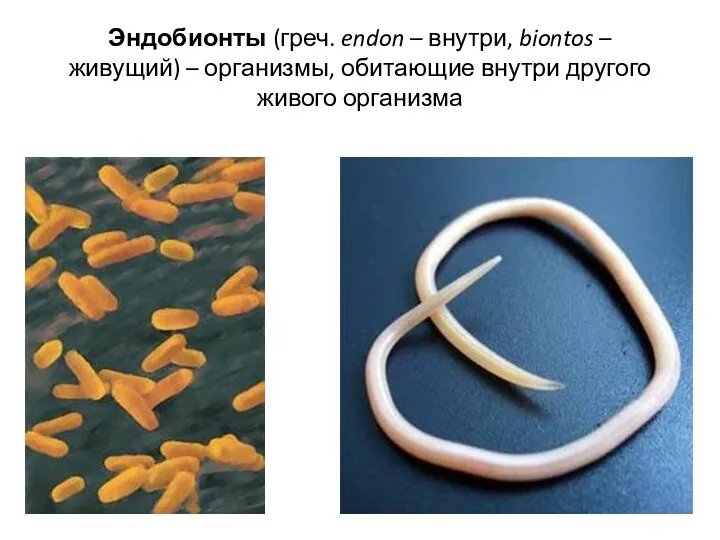 Эндобионты (греч. endon – внутри, biontos – живущий) – организмы, обитающие внутри другого живого организма