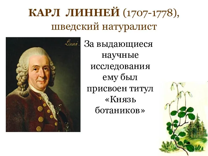 КАРЛ ЛИННЕЙ (1707-1778), шведский натуралист За выдающиеся научные исследования ему был присвоен титул «Князь ботаников»