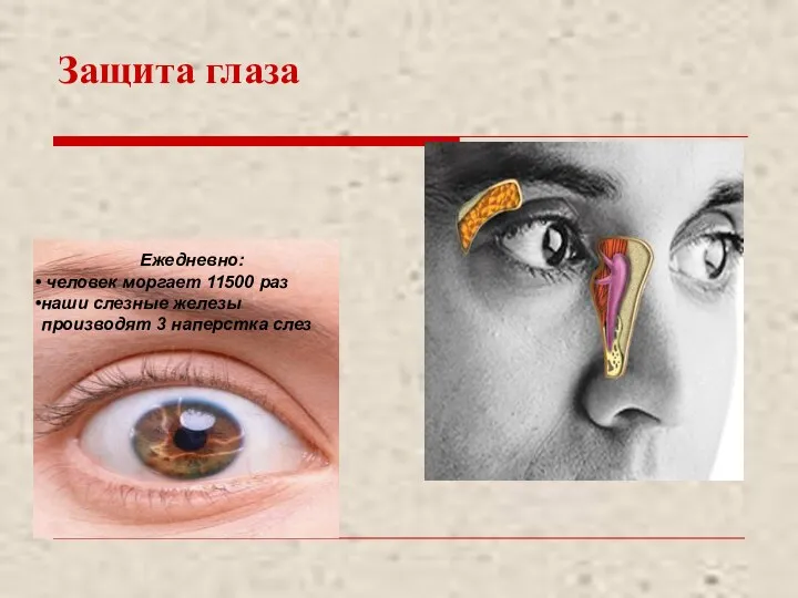 Защита глаза Ежедневно: человек моргает 11500 раз наши слезные железы производят 3 наперстка слез