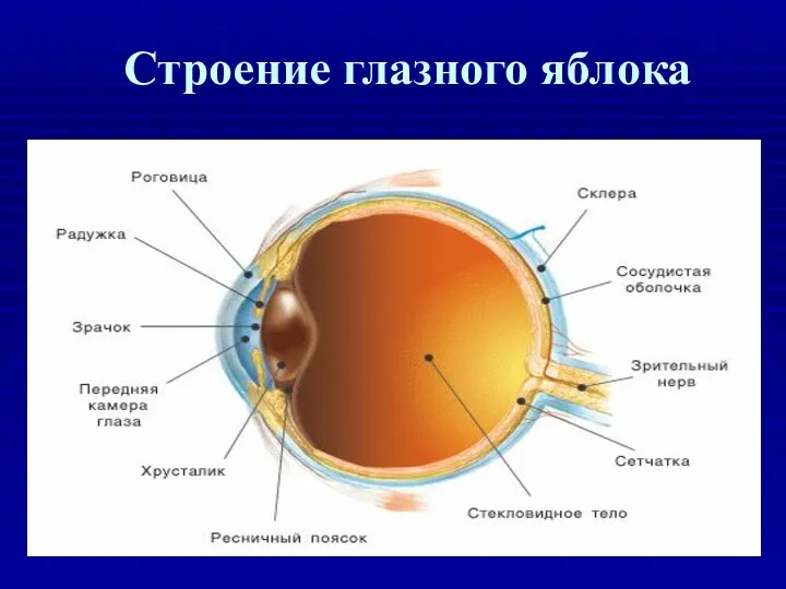 Строение глазного яблока