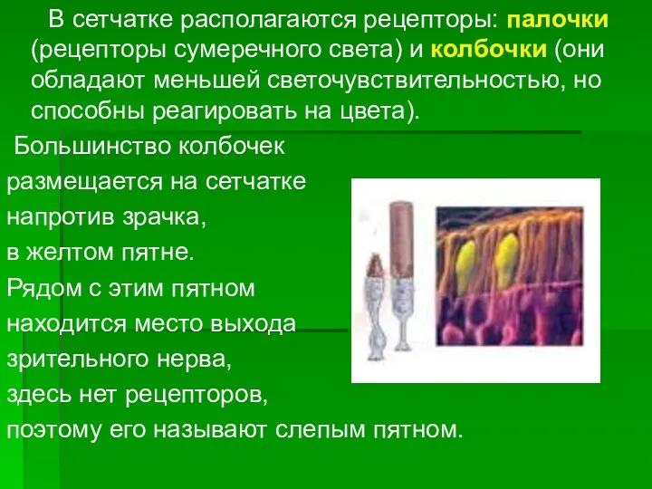 В сетчатке располагаются рецепторы: палочки (рецепторы сумеречного света) и колбочки