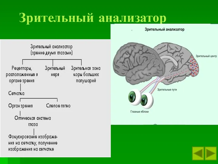 Зрительный анализатор